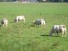 16_02 La Dombes.jpg